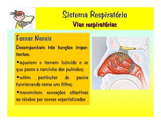 Sistema RespiratóRio