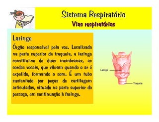 Sistema RespiratóRio