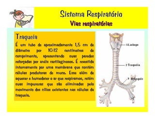Sistema RespiratóRio