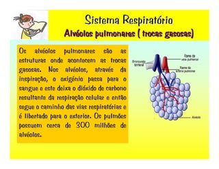 Sistema RespiratóRio