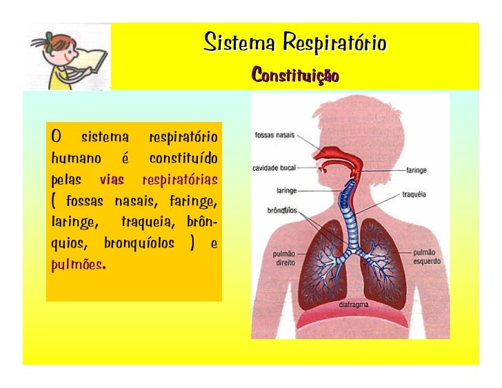 Função De Cada Orgão Do Sistema Respiratorio
