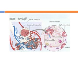 Sistema RespiratóRio