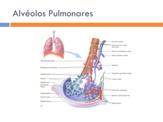 Sistema RespiratóRio