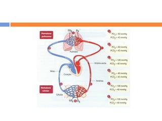 Sistema RespiratóRio