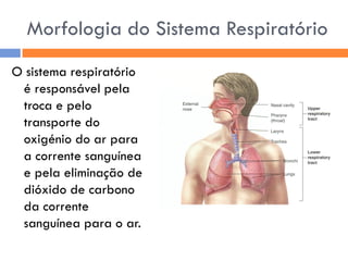 Sistema RespiratóRio