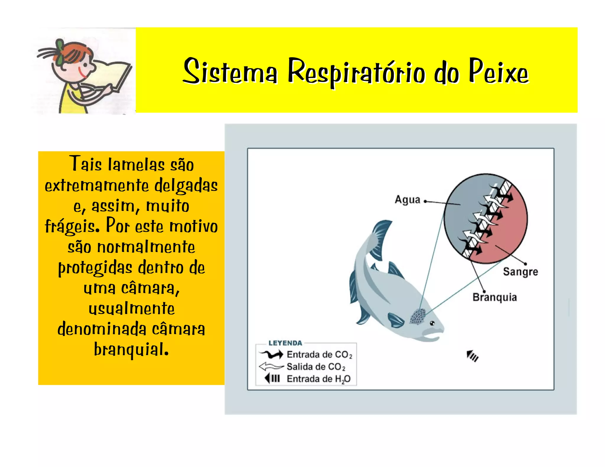 Sistema RespiratóRio Do Peixe | PDF