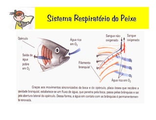Sistema RespiratóRio Do Peixe | PDF