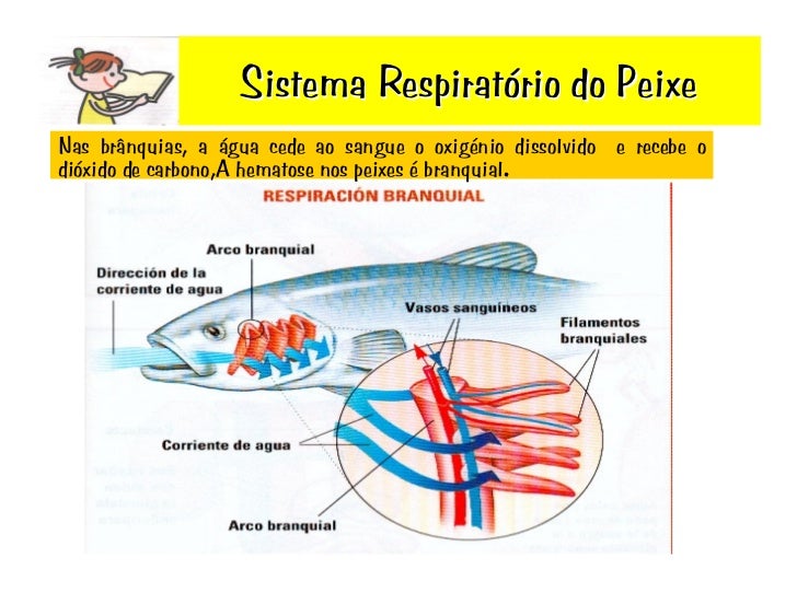 Sistema RespiratóRio Do Peixe