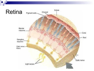 Retina 