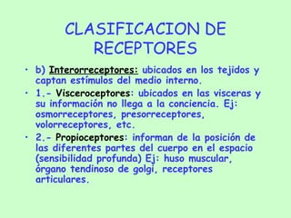 CLASIFICACION DE RECEPTORES b)  Interorreceptores:  ubicados en los tejidos y captan estímulos del medio interno. 1.-  Visceroceptores : ubicados en las visceras y su información no llega a la conciencia. Ej: osmorreceptores, presorreceptores, volorreceptores, etc. 2.-  Propioceptores : informan de la posición de las diferentes partes del cuerpo en el espacio (sensibilidad profunda) Ej: huso muscular, órgano tendinoso de golgi, receptores articulares. 