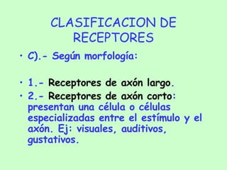 CLASIFICACION DE RECEPTORES C).- Según morfología: 1.-  Receptores de axón largo . 2.-  Receptores de axón corto : presentan una célula o células especializadas entre el estímulo y el axón. Ej: visuales, auditivos, gustativos. 