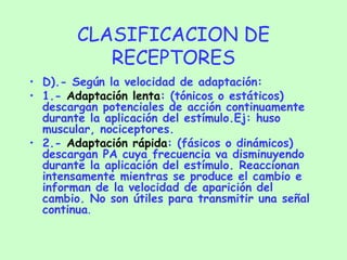 CLASIFICACION DE RECEPTORES D).- Según la velocidad de adaptación: 1.-  Adaptación lenta : (tónicos o estáticos) descargan potenciales de acción continuamente durante la aplicación del estímulo.Ej: huso muscular, nociceptores. 2.-  Adaptación rápida : (fásicos o dinámicos) descargan PA cuya frecuencia va disminuyendo durante la aplicación del estímulo. Reaccionan intensamente mientras se produce el cambio e informan de la velocidad de aparición del cambio. No son útiles para transmitir una señal continua . 
