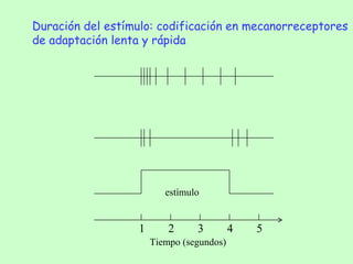 Tiempo (segundos) Duración del estímulo: codificación en mecanorreceptores  de adaptación lenta y rápida estímulo 1 2 3 4 5 