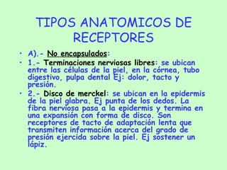 TIPOS ANATOMICOS DE RECEPTORES A).-  No encapsulados : 1.-  Terminaciones nerviosas libres : se ubican entre las células de la piel, en la córnea, tubo digestivo, pulpa dental Ej: dolor, tacto y presión. 2.-  Disco de merckel : se ubican en la epidermis de la piel glabra. Ej punta de los dedos. La fibra nerviosa pasa a la epidermis y termina en una expansión con forma de disco. Son receptores de tacto de adaptación lenta que transmiten información acerca del grado de presión ejercida sobre la piel. Ej sostener un lápiz.   