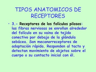 TIPOS ANATOMICOS DE RECEPTORES 3.-  Receptores de los folículos pilosos : las fibras nerviosas se enrollan alrededor del folículo en su vaina de tejido conectivo por debajo de la glándula sebácea. Son mecanorreceptores de adaptación rápida. Responden al tacto y detectan movimiento de objetos sobre el cuerpo o su contacto inicial con él. 