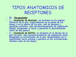 TIPOS ANATOMICOS DE RECEPTORES B).-  Encapsulados : 1.-  Corpúsculo de Maissner : se localizan en las papilas dérmicas de la piel, especialmente en la palma de las manos y en la planta de los pies, piel de pezones y genitales externos. Son mecanorreceptores de adaptación rápida. Responden al tacto y permiten la discriminación tactil de dos puntos. 2.-  Corpúsculo de Ruffini : se localizan en la dermis de la piel con pelo. Son mecanorreceptores de adaptación lenta. Responden al estiramiento de la piel. Responsables de la sensibilidad tacto-presión y postural en las articulaciones distales como en los dedos. 