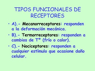 TIPOS FUNCIONALES DE RECEPTORES A).-  Mecanorreceptores : responden a la deformación mecánica. B).-  Termorreceptores : responden a cambios de Tº (frío o calor). C).-  Nociceptores : responden a cualquier estímulo que ocasione daño celular. 