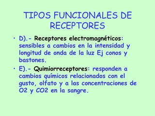 TIPOS FUNCIONALES DE RECEPTORES D).-  Receptores electromagnéticos : sensibles a cambios en la intensidad y longitud de onda de la luz Ej conos y bastones. E).-  Quimiorreceptores : responden a cambios químicos relacionados con el gusto, olfato y a las concentraciones de O2 y CO2 en la sangre. 