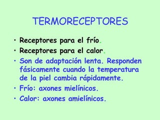 TERMORECEPTORES Receptores para el frío . Receptores para el calor . Son de adaptación lenta. Responden fásicamente cuando la temperatura de la piel cambia rápidamente. Frío: axones mielínicos. Calor: axones amielínicos. 