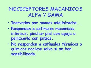 NOCICEPTORES MACANICOS ALFA Y GAMA Inervados por axones mielinizados. Responden a estímulos mecánicos intensos: pinchar piel con aguja o pellizcarla con pinzas. No responden a estímulos térmicos o químicos nocivos salvo si se han sensibilizado. 