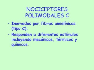 NOCICEPTORES POLIMODALES C Inervadas por fibras amielínicas (tipo C). Responden a diferentes estímulos incluyendo mecánicos, térmicos y químicos . 