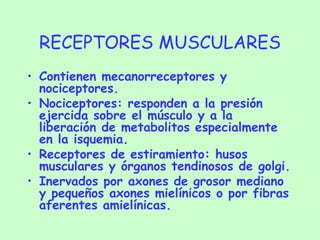 RECEPTORES MUSCULARES Contienen mecanorreceptores y nociceptores. Nociceptores: responden a la presión ejercida sobre el músculo y a la liberación de metabolitos especialmente en la isquemia. Receptores de estiramiento: husos musculares y órganos tendinosos de golgi. Inervados por axones de grosor mediano y pequeños axones mielínicos o por fibras aferentes amielínicas. 