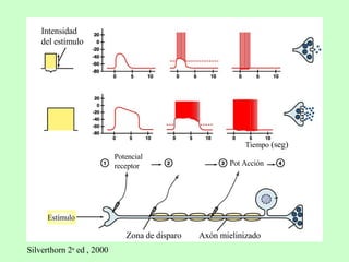 umbral Intensidad  del estímulo duración Potencial de membrana Tiempo  (seg) Estímulo Transducción Zona de disparo Axón mielinizado Potencial  receptor Silverthorn 2 a  ed , 2000 Pot Acción 