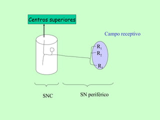 SNC SN periférico Campo receptivo Centros superiores R 1 R 2 R 3 