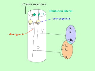 R 4 R 5 R 6 Centros superiores convergencia divergencia ( - ) Inhibición lateral R 1 R 2 R 3 