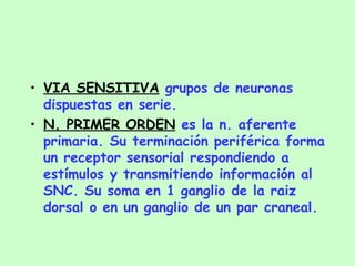 VIA SENSITIVA  grupos de neuronas dispuestas en serie. N. PRIMER ORDEN  es la n. aferente primaria. Su terminación periférica forma un receptor sensorial respondiendo a estímulos y transmitiendo información al SNC. Su soma en 1 ganglio de la raiz dorsal o en un ganglio de un par craneal. 