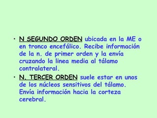 N SEGUNDO ORDEN  ubicada en la ME o en tronco encefálico. Recibe información de la n. de primer orden y la envía cruzando la linea media al tálamo contralateral. N. TERCER ORDEN  suele estar en unos de los núcleos sensitivos del tálamo. Envía información hacia la corteza cerebral. 