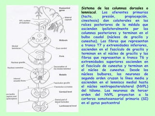 Sistema de las columnas dorsales o   lemniscal . Los aferentes primarias (tacto, presión, propiocepción, cinestesia) dan colaterales en las raíces posteriores de la médula que ascienden ipsilateralmente por las columnas posteriores y terminan en el bulbo caudal (núcleos de gracilis y cuneatus). Las fibras que representan a tronco T7 y extremidades inferiores, ascienden en el fascículo de gracilis y terminan en el núcleo de gracilis y las fibras que representan a tronco T6 y extremidades superiores ascienden en el fascículo de cuneatus y terminan en el núcleo de cuneatus. Desde los núcleos bulbares, las neuronas de segundo orden cruzan la línea media y ascienden en el lemnisco medial hasta el núcleo ventroposterolateral (NVPL) del tálamo. Las neuronas de tercer orden del NVPL proyectan a la corterza somatosensorial primaria (SI) en el gyrus postcentral 