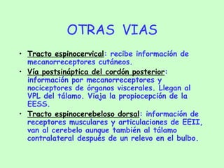 OTRAS  VIAS Tracto espinocervical : recibe información de mecanorreceptores cutáneos. Vía postsináptica del cordón posterior : información por mecanorreceptores y nociceptores de órganos viscerales. Llegan al VPL del tálamo. Viaja la propiocepción de la EESS. Tracto espinocerebeloso dorsal : información de receptores musculares y articulaciones de EEII, van al cerebelo aunque también al tálamo contralateral después de un relevo en el bulbo. 