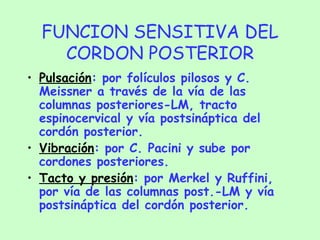 FUNCION SENSITIVA DEL CORDON POSTERIOR Pulsación : por folículos pilosos y C. Meissner a través de la vía de las columnas posteriores-LM, tracto espinocervical y vía postsináptica del cordón posterior. Vibración : por C. Pacini y sube por cordones posteriores. Tacto y presión : por Merkel y Ruffini, por vía de las columnas post.-LM y vía postsináptica del cordón posterior. 