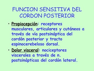 FUNCION SENSITIVA DEL CORDON POSTERIOR Propiocepción : receptores musculares, articulares y cutáneos a través de vía postsináptica del cordón posterior y tracto espinocerebeloso dorsal. Dolor visceral : nociceptores viscerales a través de n. postsinápticas del cordón lateral. 