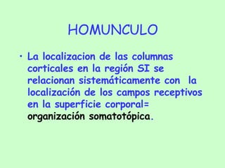 HOMUNCULO La localizacion de las columnas corticales en la región SI se relacionan sistemáticamente con  la localización de los campos receptivos en la superficie corporal=  organización somatotópica . 