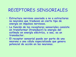 RECEPTORES SENSORIALES Estructura nerviosa asociada o no a estructuras no neurales que traducen un cierto tipo de energía en impulsos nerviosos. La función de los receptores sensoriales consiste en transformar (transducir) la energía del estímulo en energía eléctrica, o sea, es un transductor. El receptor sensorial puede ser parte de una neurona o una célula especializada que genera potencial de acción en las neuronas. 