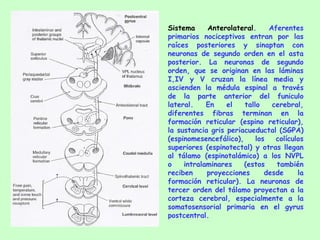 Sistema Anterolateral . Aferentes primarios nociceptivos entran por las raíces posteriores y sinaptan con neuronas de segundo orden en el asta posterior. La neuronas de segundo orden, que se originan en las láminas I,IV y V cruzan la línea media y ascienden la médula espinal a través de la parte anterior del funiculo lateral. En el tallo cerebral, diferentes fibras terminan en la formación reticular (espino reticular), la sustancia gris periacueductal (SGPA) (espinomesencefálico), los colículos superiores (espinotectal) y otras llegan al tálamo (espinotalámico) a los NVPL o intralaminares (estos también reciben proyecciones desde la formación reticular). La neuronas de tercer orden del tálamo proyectan a la corteza cerebral, especialmente a la somatosensorial primaria en el gyrus postcentral. 