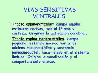 VIAS SENSITIVAS VENTRALES Tracto espinoreticular : campo amplio, estímulos nocivos, van al tálamo y corteza. Originan la activación cerebral. Tracto espino mesencefálico : campo pequeño, estímulo nocivo, van a los núcleos mesencefálico y sustancia periacueductal, hace relevo en el sistema límbico. Origina la vocalización y el comportamiento ansioso. 