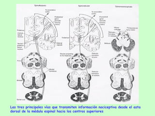 Las tres principales vías que transmiten información nociceptiva desde el asta dorsal de la médula espinal hacia los centros superiores 