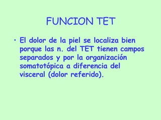 FUNCION TET El dolor de la piel se localiza bien porque las n. del TET tienen campos separados y por la organización somatotópica a diferencia del visceral (dolor referido). 
