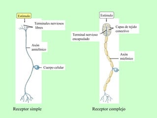 Receptor simple Receptor complejo Terminales nerviosos libres Axòn  amielínico Cuerpo celular Estímulo Axón  mielínico Terminal nervioso  encapsulado Estímulo Capas de tejido  conectivo 