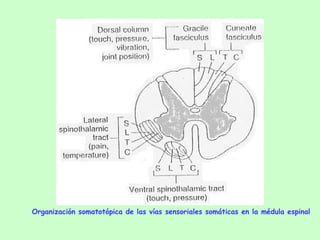 Organización somatotópica de las vías sensoriales somáticas en la médula espinal 