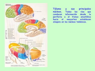 Tálamo y sus principales núcleos.  Todas las vías que conducen información desde la periferia o el tronco encefálico hacia el neocortex establecen sinapsis en los núcleos talámicos. 