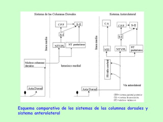 Esquema comparativo de los sistemas de las columnas dorsales y sistema anterolateral 