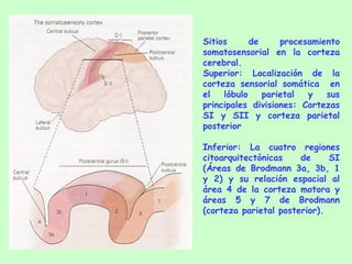 Sitios de procesamiento somatosensorial en la corteza cerebral.  Superior: Localización de la corteza sensorial somática  en el lóbulo parietal y sus principales divisiones: Cortezas SI y SII y corteza parietal posterior Inferior: La cuatro regiones citoarquitectónicas de SI (Áreas de Brodmann 3a, 3b, 1 y 2) y su relación espacial al área 4 de la corteza motora y áreas 5 y 7 de Brodmann (corteza parietal posterior). 