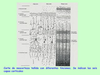 Corte de neocorteza teñido con diferentes tinciones. Se indican las seis capas corticales 