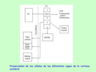 Proyecciones de las células de las diferentes capas de la corteza cerebral   