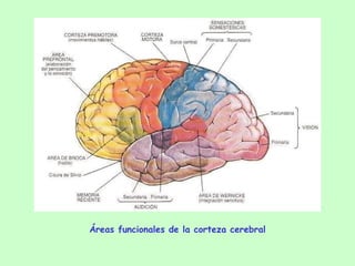 Áreas funcionales de la corteza cerebral 