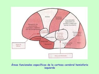 Áreas funcionales específicas de la corteza cerebral hemisferio izquierdo 